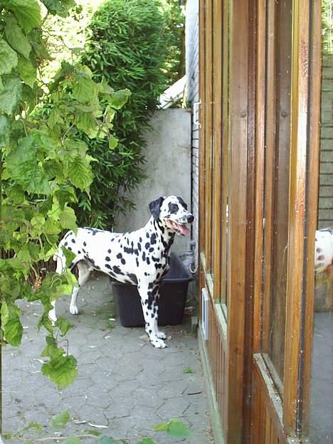 Dalmatiner Walter ( R.I.P ) - Hey.....mor....katten gik herind! Luk lige op billede 14