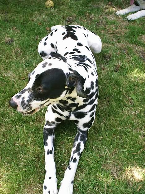 Dalmatiner Walter ( R.I.P ) - Puha....vent lige lidt....så er jeg klar igen. billede 15