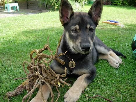 Finsk hyrdehund  *** Sakki *** -  5 mdr. - Mine rødder finder jeg selv, okay have ! billede 2