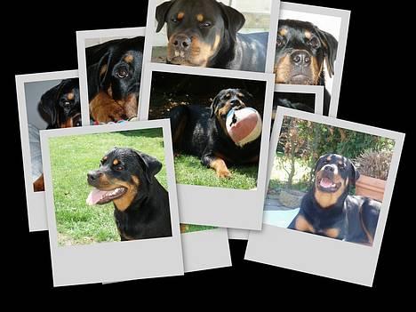 Rottweiler Tosca *Cue Beauty* billede 1