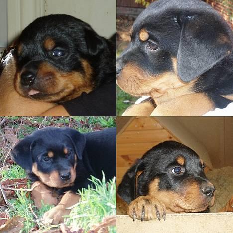 Rottweiler Tosca *Cue Beauty* - Tosca som lille... billede 2