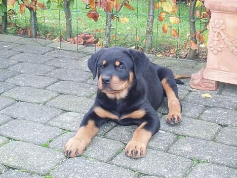 Rottweiler Tosca *Cue Beauty* billede 3