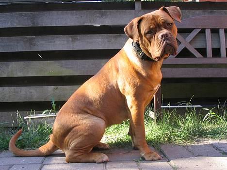 Dogue de bordeaux Freja - Død marts 2012. - lækker lækker billede 1