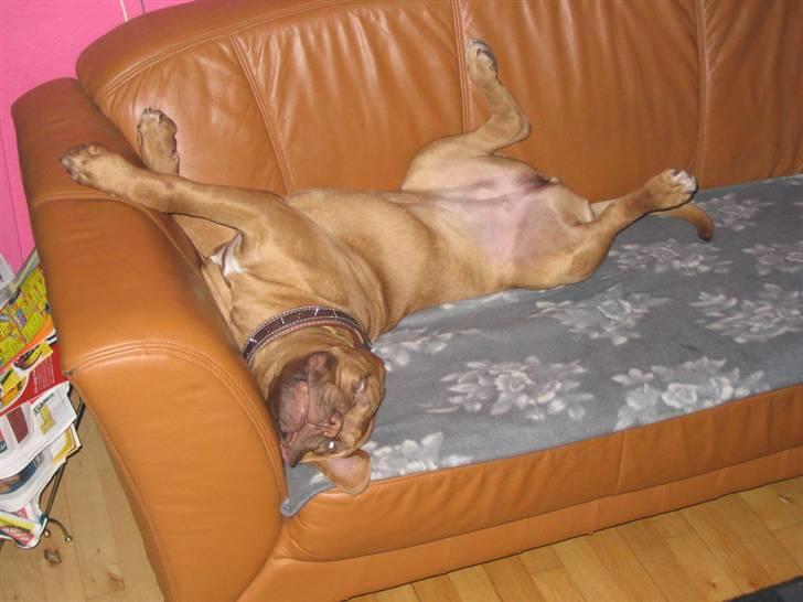 Dogue de bordeaux Freja - Død marts 2012. - Ork, det er læænge siden jeg kun fyldte så lidt... billede 2