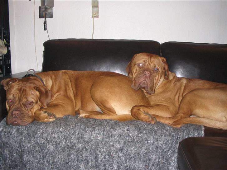 Dogue de bordeaux Freja - Død marts 2012. - altså... ham Tjalfe, altid lige i røven på mig... billede 3