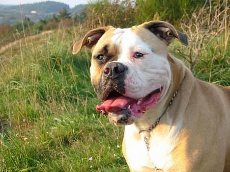 Amerikansk bulldog Østergaard's Chanti +Død  - *NYT* D. 16/9 Smukke Chanti i Hjørring bjerge billede 1