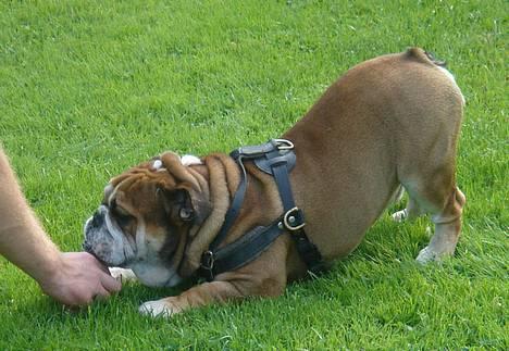 Engelsk bulldog Tabasco - Shakin´ that ass! billede 19