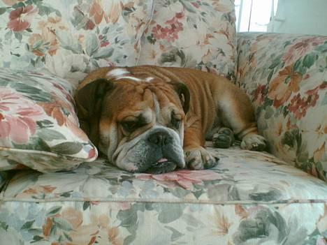 Engelsk bulldog Tabasco - Tak fordi du kiggede forbi min profil c",) billede 20