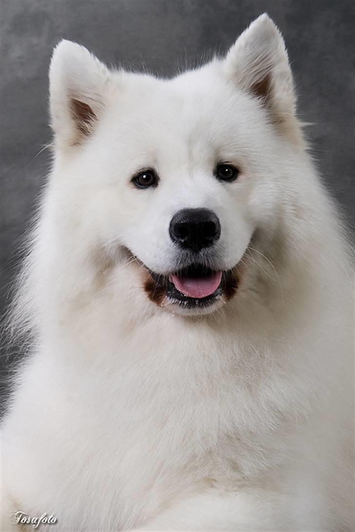 Samojedhund Cabaka´s GioVanni  - Cabaka´s  Giovanni of Rock Star billede 1