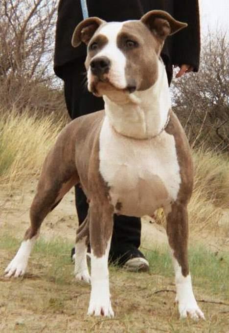 Amerikansk staffordshire terrier Blue Gardian Shadows Cool billede 1