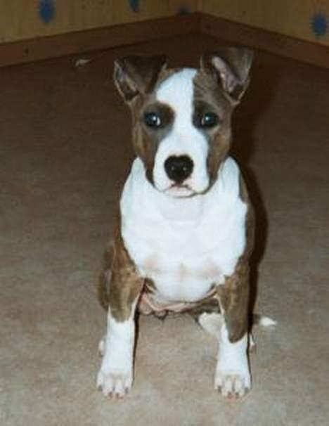 Amerikansk staffordshire terrier Blue Gardian Shadows Cool billede 2