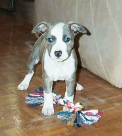 Amerikansk staffordshire terrier Blue Gardian Shadows Cool billede 3