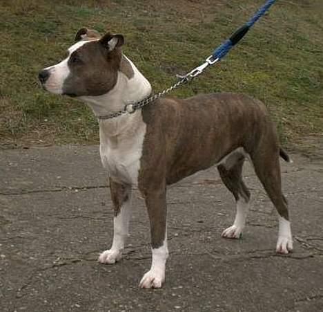 Amerikansk staffordshire terrier Blue Gardian Shadows Cool billede 4