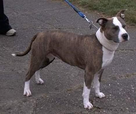 Amerikansk staffordshire terrier Blue Gardian Shadows Cool billede 5