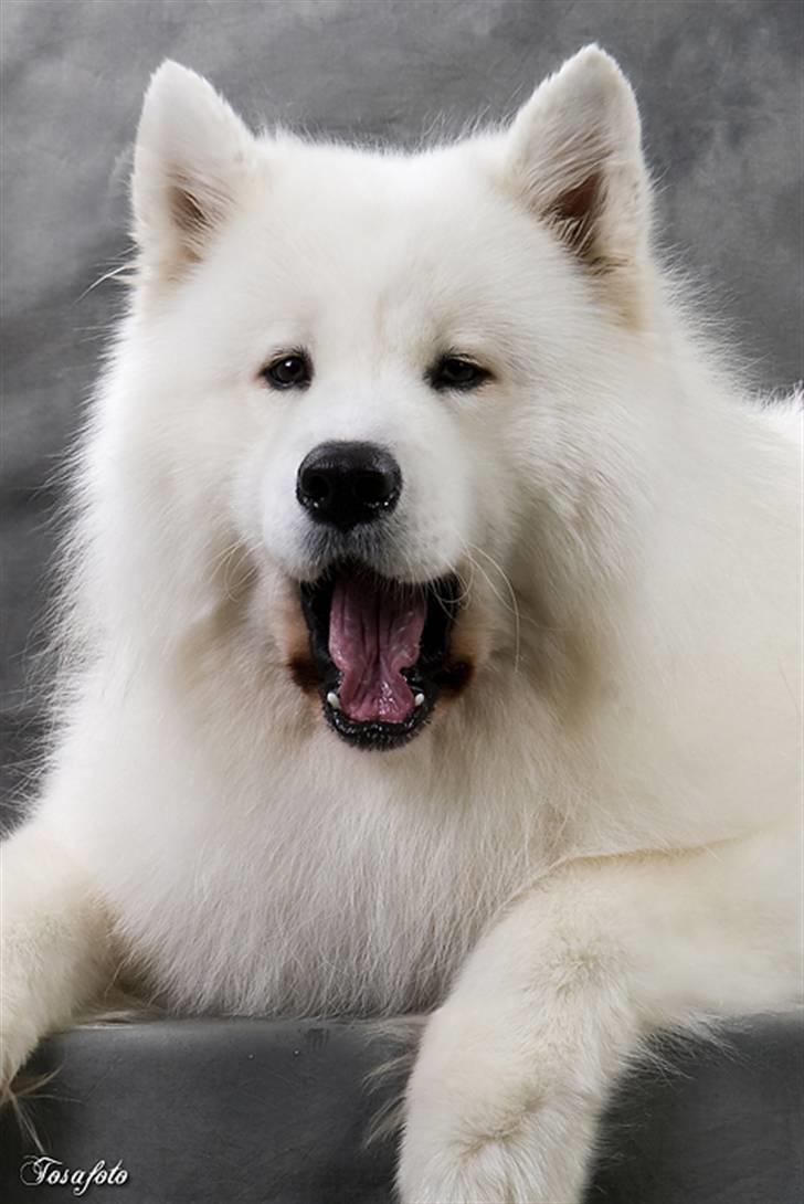 Samojedhund Cabaka´s GioVanni  - Gaaaaaabbbb kunne vi ikke lave noget, der var lidt mere spændende billede 2