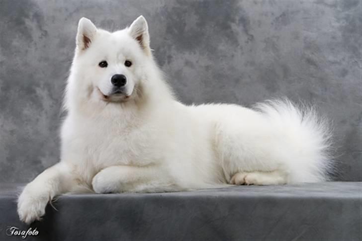 Samojedhund Cabaka´s GioVanni  - Halløjsa man ligger egentlig godt her billede 4