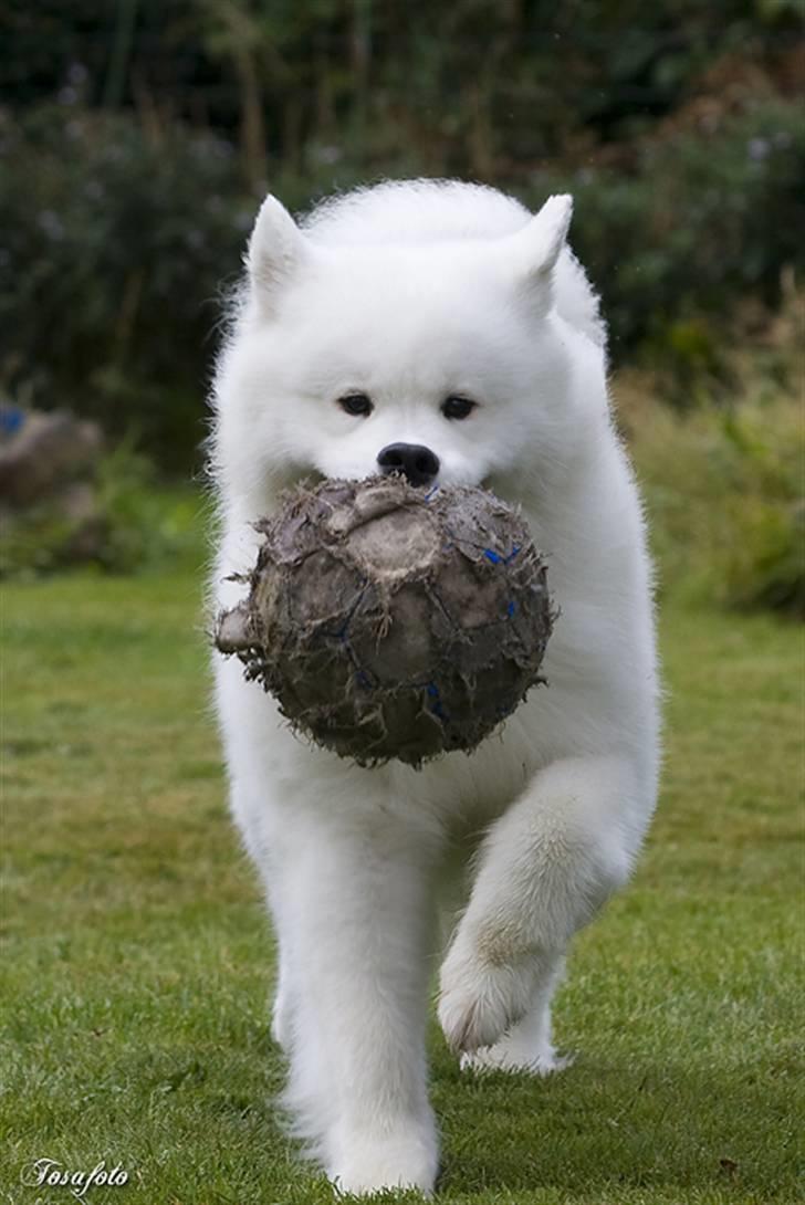 Samojedhund Cabaka´s GioVanni  - Nu kommer jeg billede 6