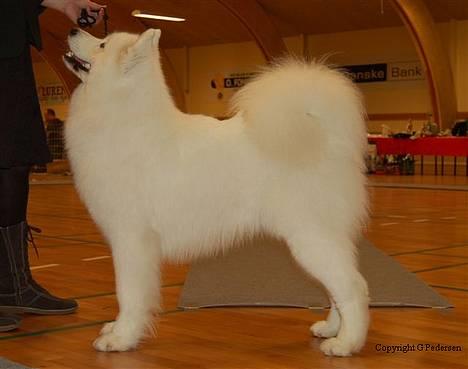 Samojedhund Cabaka´s GioVanni  - Fra skuet d. 19/11-06, hvor Vanni blev bedste unghund, bedst i racen og 2 bedst i gruppen billede 7