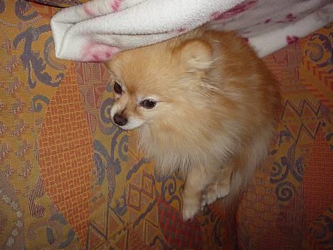 Pomeranian benjii  - Man er lidt træt billede 1