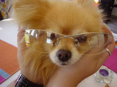 Pomeranian benjii  - Er jeg ikke sej med briller. billede 2