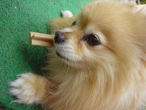 Pomeranian benjii  - Mmm dejligt med en godbid billede 3