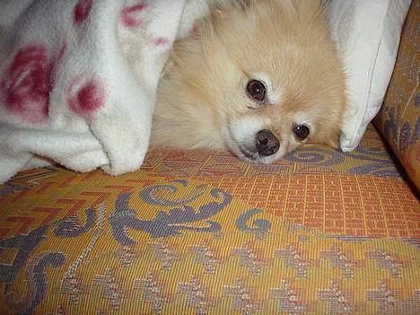 Pomeranian benjii  - Hygge på sofaen billede 4