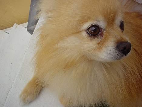 Pomeranian benjii  - Hallooo hvem kommer billede 5