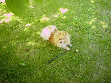 Pomeranian benjii  - så skal der flades ud billede 6