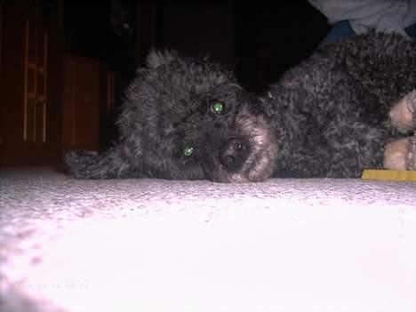 Mellempuddel bonzo billede 11