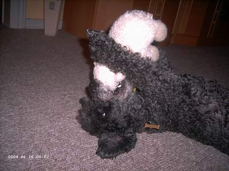 Mellempuddel bonzo billede 12