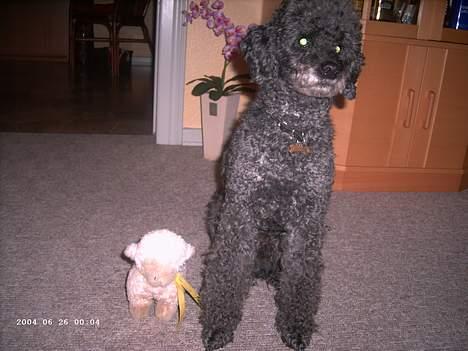 Mellempuddel bonzo billede 13