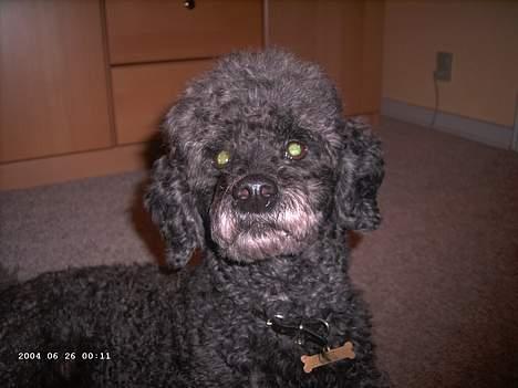 Mellempuddel bonzo billede 14