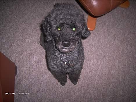 Mellempuddel bonzo billede 15