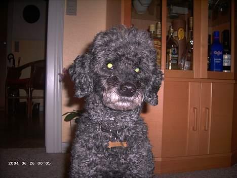 Mellempuddel bonzo billede 16