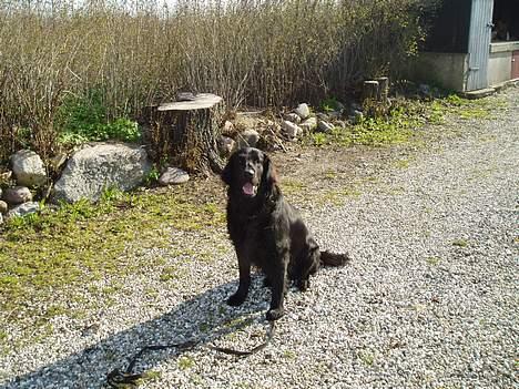 Flat coated retriever Jack Silkitts (i himlen) billede 3