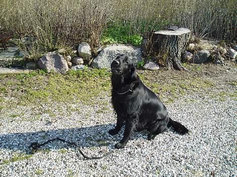 Flat coated retriever Jack Silkitts (i himlen) billede 4
