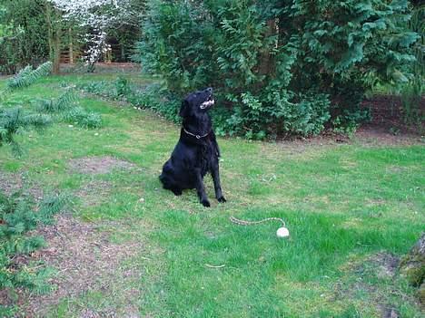 Flat coated retriever Jack Silkitts (i himlen) billede 5