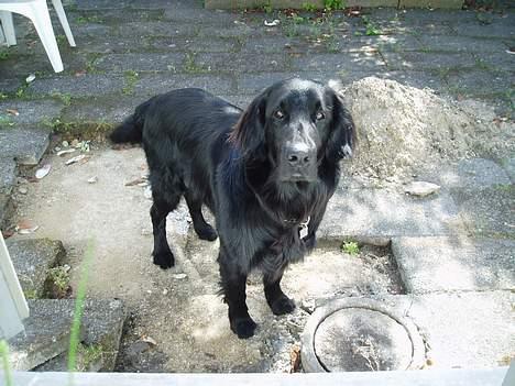 Flat coated retriever Jack Silkitts (i himlen) billede 6