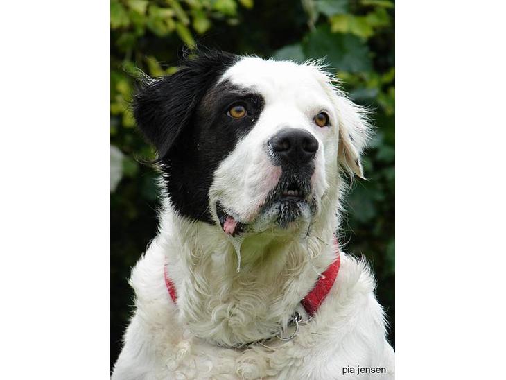 Blanding af racer Emma* himmelhund* - Hvad ?....har jeg noget om munden ?.........*Nyt* taget af miss piiip sep. 06 billede 1