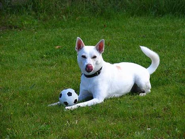 Blanding af racer Delle - Her kan i se lille er legesyg . <3 billede 1
