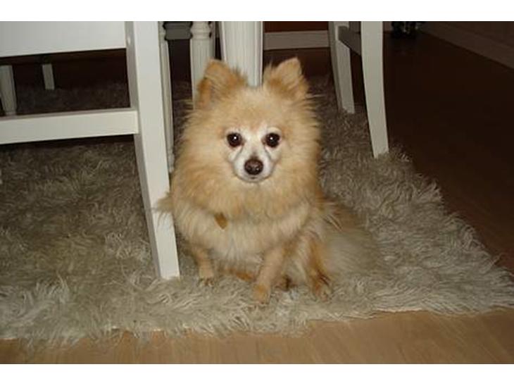 {{currentPhoto.altText}} billede {{currentPhoto.number}}