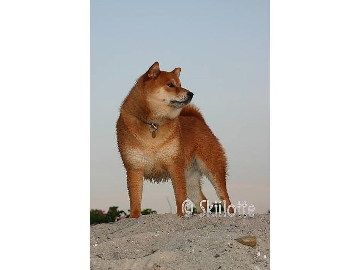 Shiba  - Luie *R.I.P* - R.I.P Min smukke dreng <3 savner dig <3 billede 1