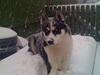 Siberian husky Akita