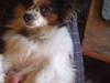 Papillon Luton R.I.P.