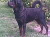 Rottweiler suki