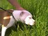 Staffordshire bull terrier Tessa
