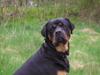 Rottweiler Athos