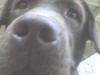 Labrador retriever Wilma