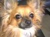 Chihuahua Anton