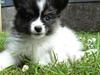 Papillon Oddenvejen.DK's Justin